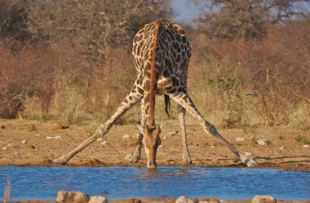 长颈鹿可以多久不喝水，蚂蚁庄园小课堂11月19日每日一题答案